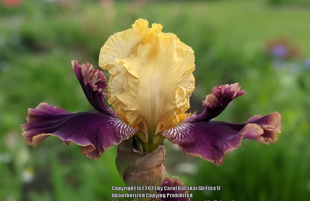 Photo of Tall Bearded Iris (Iris 'Rocket Randy') uploaded by Artsee1