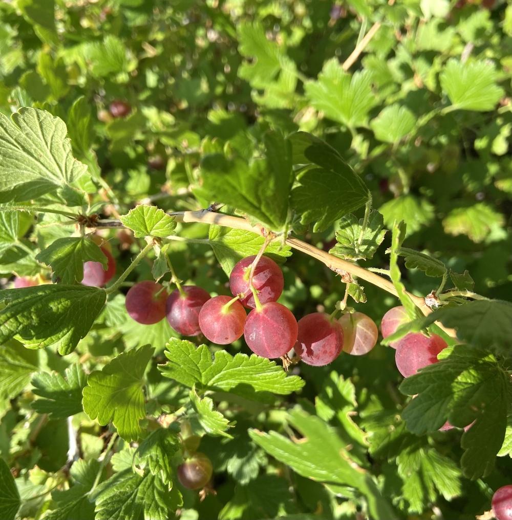 Photo of Gooseberry (Ribes uva-crispa) uploaded by Calif_Sue