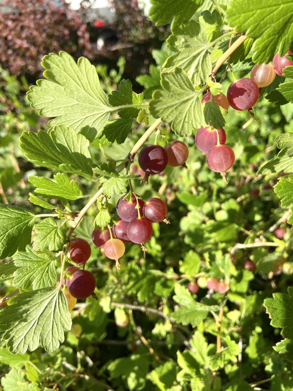 Photo of Gooseberry (Ribes uva-crispa) uploaded by Calif_Sue
