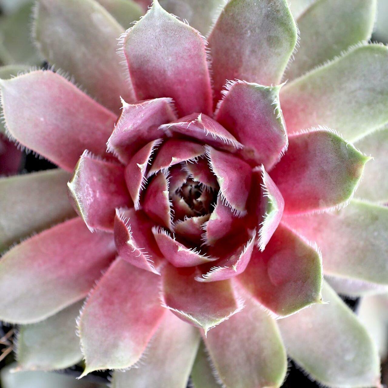 Photo of Hen and Chicks (Sempervivum 'Lavender and Old Lace') uploaded by Joy