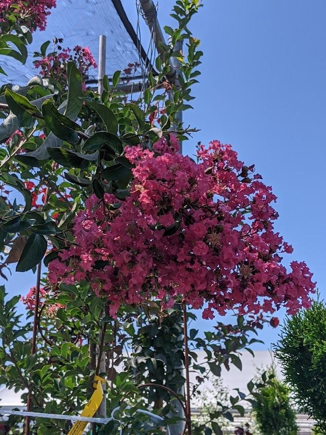 Photo of Crape Myrtle (Lagerstroemia 'Sioux') uploaded by Joy