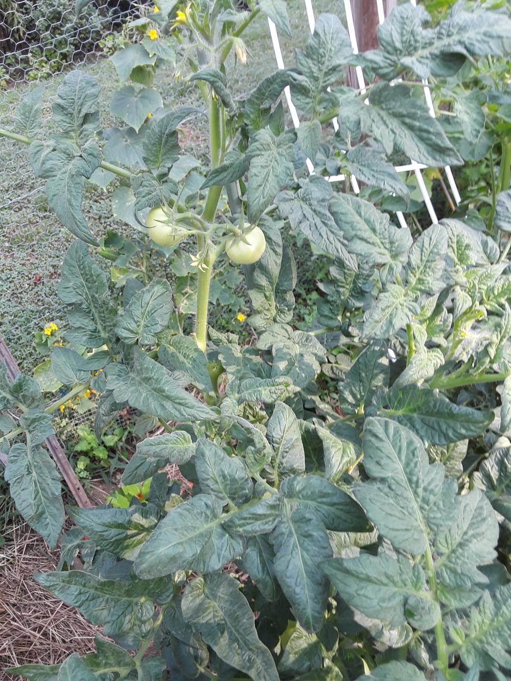 Photo of Tomato (Solanum lycopersicum 'Bush Goliath') uploaded by sallyg