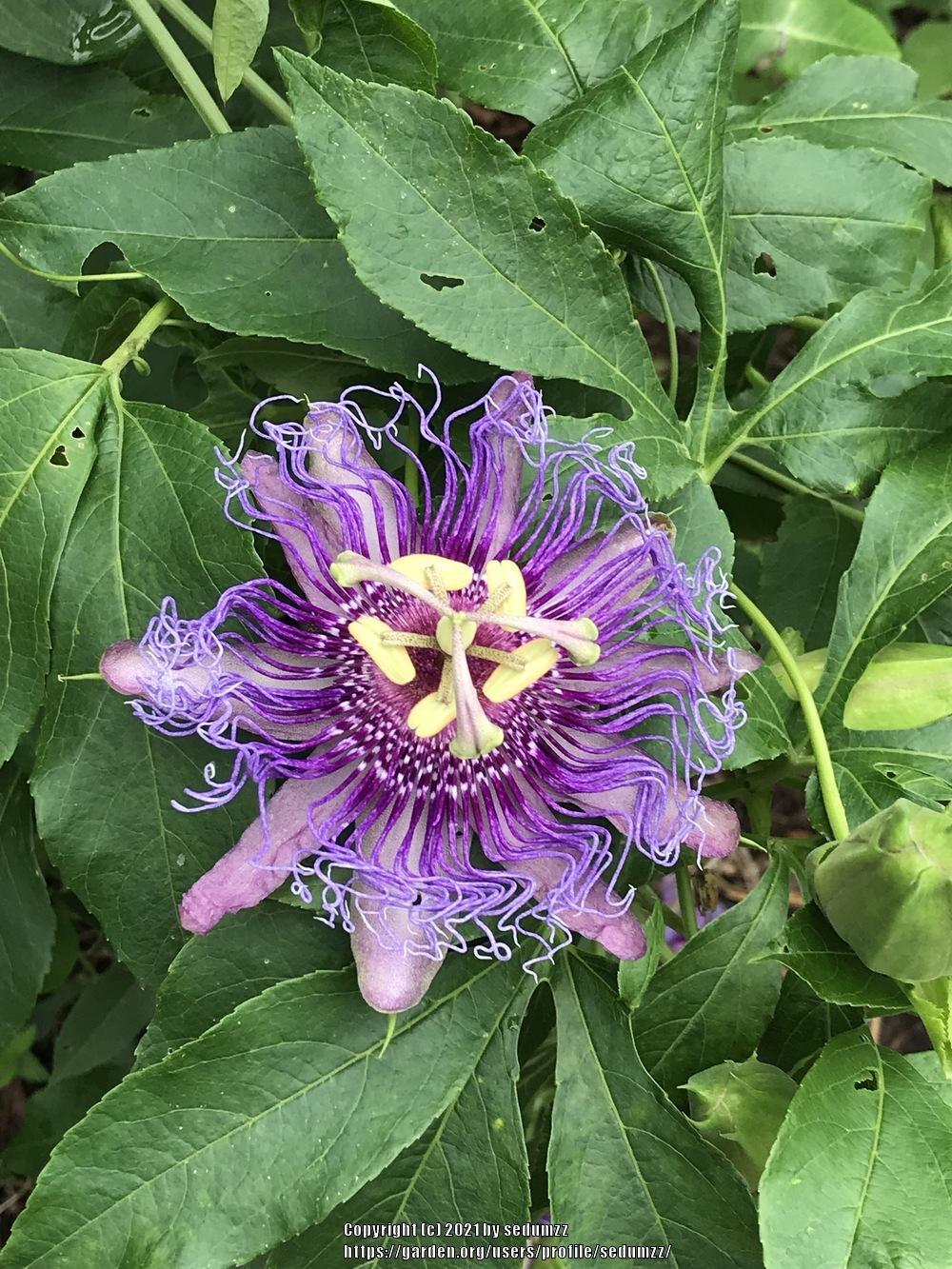 Photo of Passion Flower (Passiflora) uploaded by sedumzz