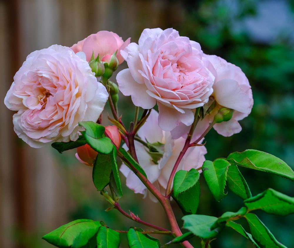 Photo of English Shrub Rose (Rosa 'Leander') uploaded by AnnKNCalif