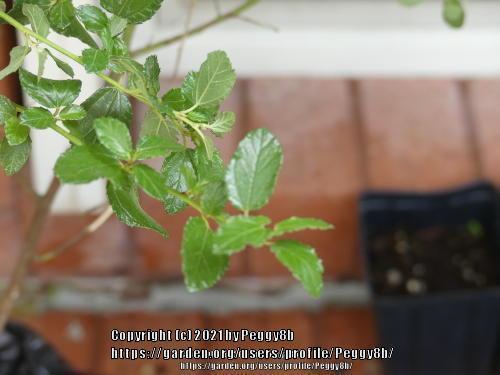Photo of Ceanothus 'Ray Hartman' uploaded by Peggy8b
