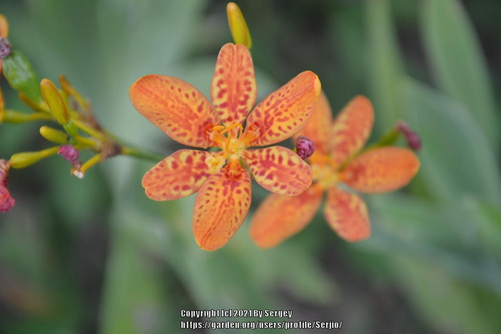 Photo of Species X Iris (Iris x norrisii) uploaded by Serjio
