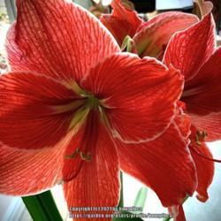 Location: Bea’s garden
Date: 2021
Amaryllis magical touch