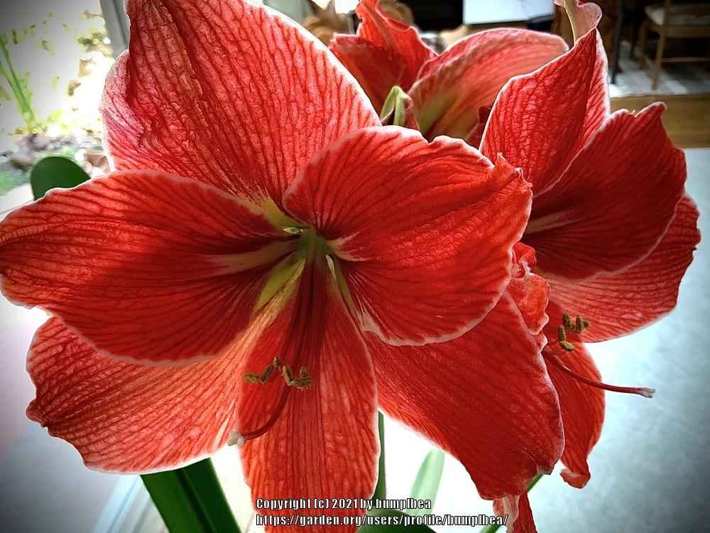 Photo of Amaryllis (Hippeastrum 'Magical Touch') uploaded by bumplbea