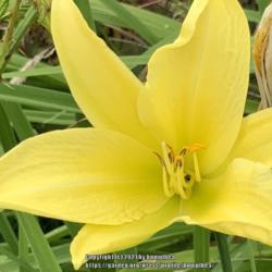 Location: Bea’s garden
Date: 2021
Daylily yellow