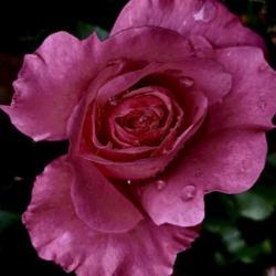 Location: Bea’s garden
Date: 2020
Rose shrub back
