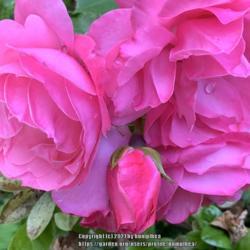 Location: Bea’s garden
Date: 2021
Rose  Bonita series