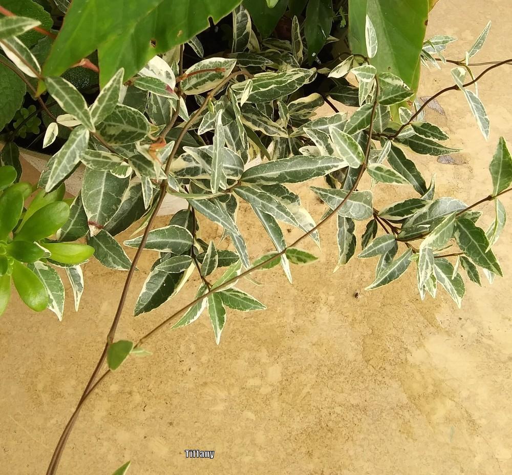 Photo of Asian Jasmine (Trachelospermum asiaticum 'Variegatum') uploaded by purpleinopp