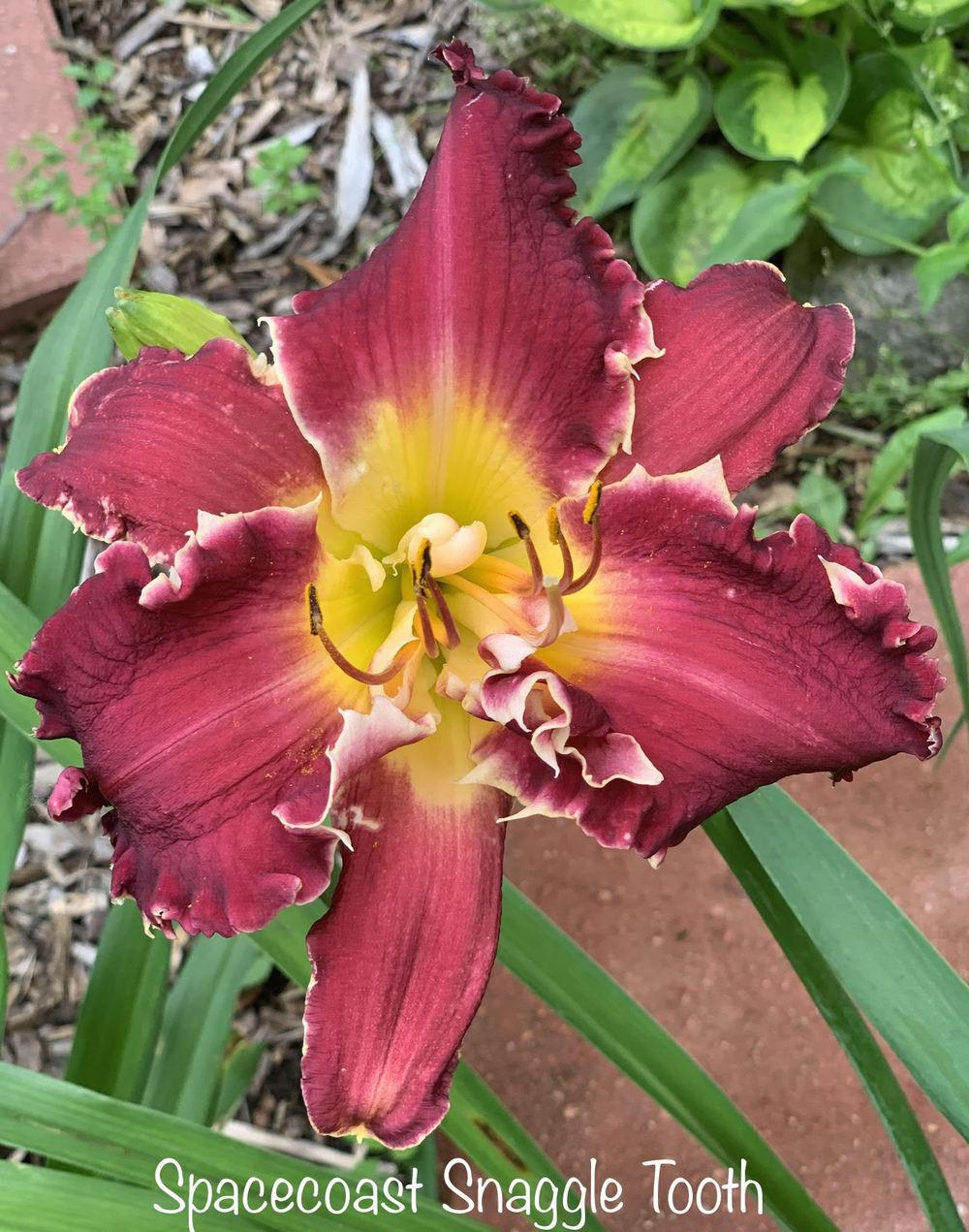 Photo of Daylily (Hemerocallis 'Spacecoast Snaggle Tooth') uploaded by tinahartman64