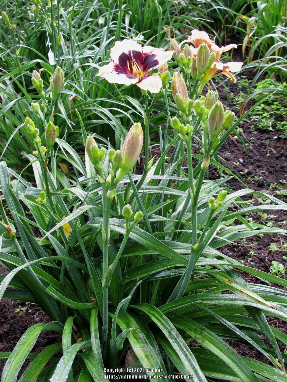 Photo of Daylily (Hemerocallis 'Pawprints Left by You') uploaded by Char