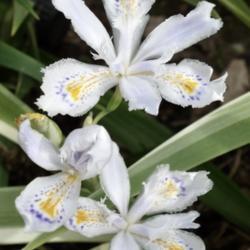 Location: Santa Cruz Mountains, California
Date: 2019-03-31
Iris japonica 'Aphrodite'