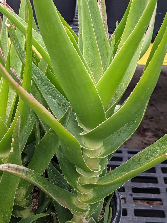 Photo of Climbing Aloe (Aloiampelos ciliaris) uploaded by Joy