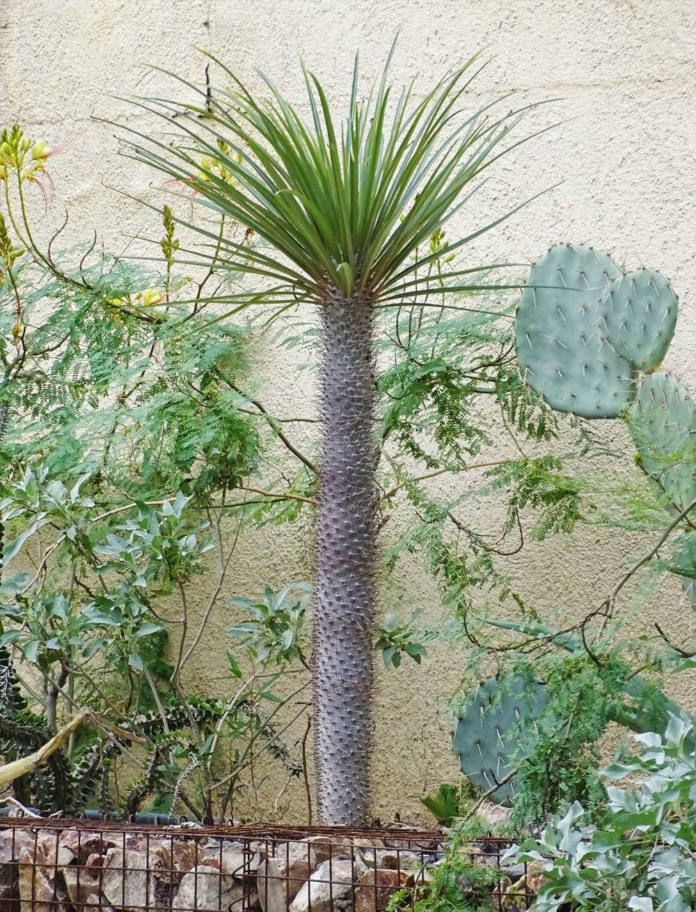 Photo of Madagascar Palm (Pachypodium geayi) uploaded by lasertrimguy