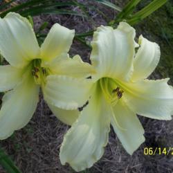 Location: My garden in northeast Texas
Date: 2021-06-14
Looks white from a distance but is pale yellow, lovely plant, exc