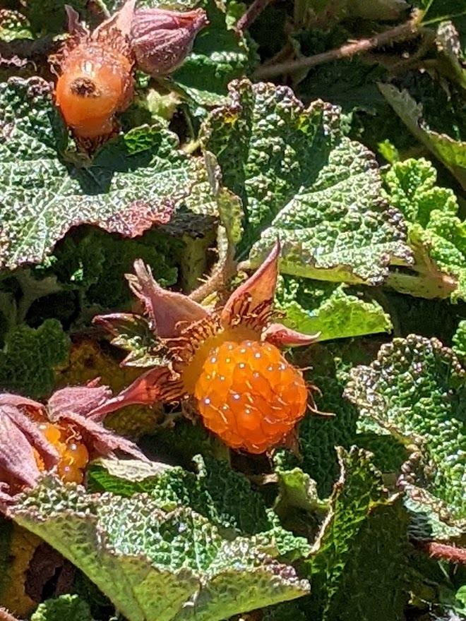 Photo of Creeping Raspberry (Rubus rolfei) uploaded by Joy