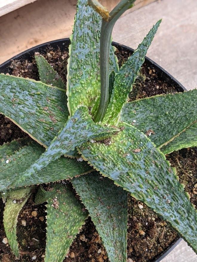 Photo of Aloe 'Lavender Star II' uploaded by Joy