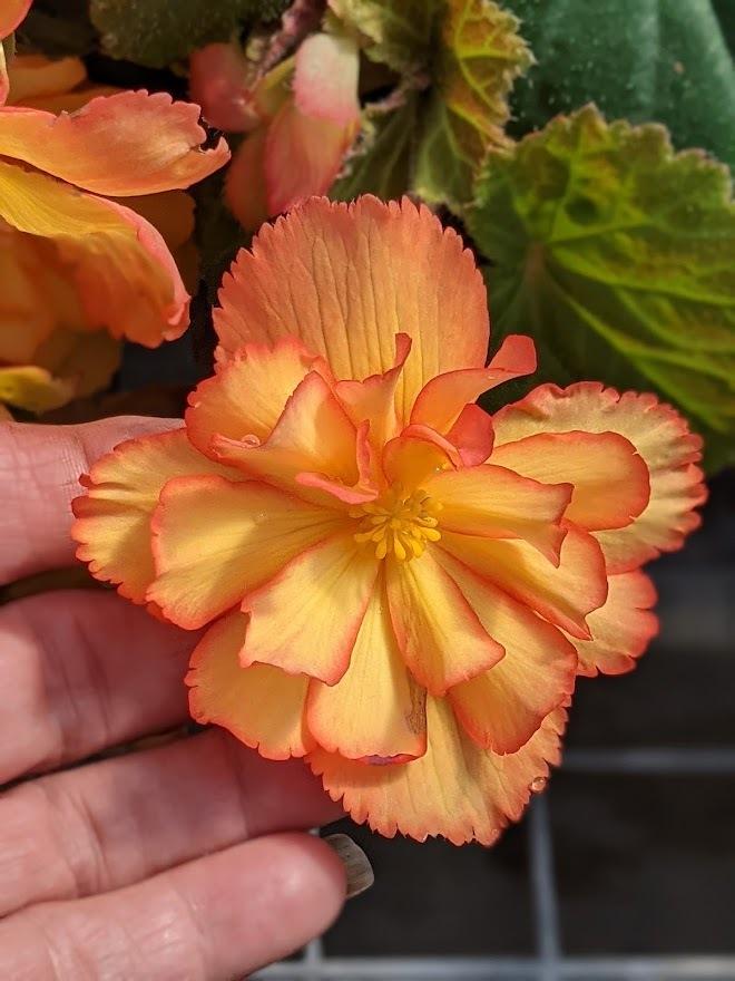 Photo of Hybrid Tuberous Begonia (Begonia x tuberhybrida Illumination® Golden Picotee) uploaded by Joy