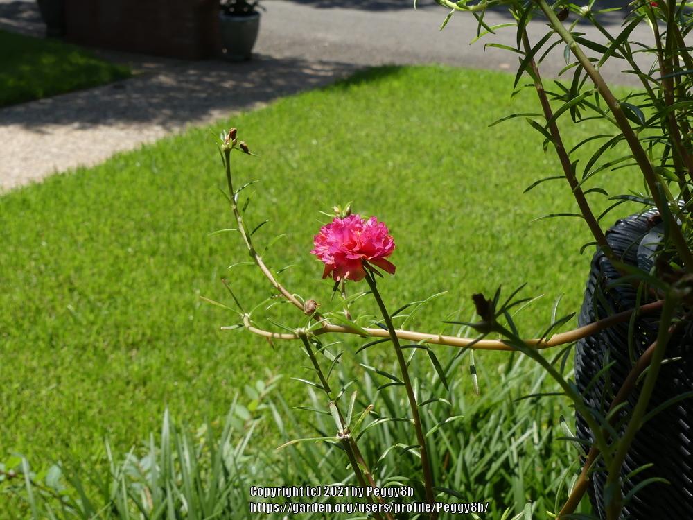 Photo of Moss Rose (Portulaca grandiflora) uploaded by Peggy8b