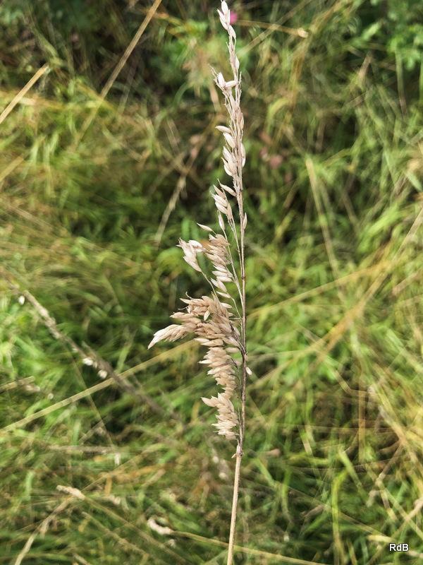 Photo of Common Velvetgrass (Holcus lanatus) uploaded by RuuddeBlock