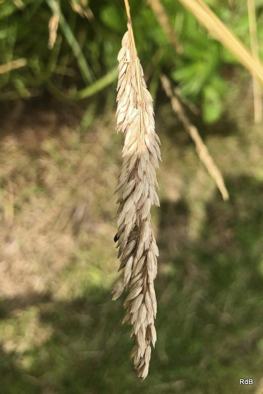 Photo of Common Velvetgrass (Holcus lanatus) uploaded by RuuddeBlock