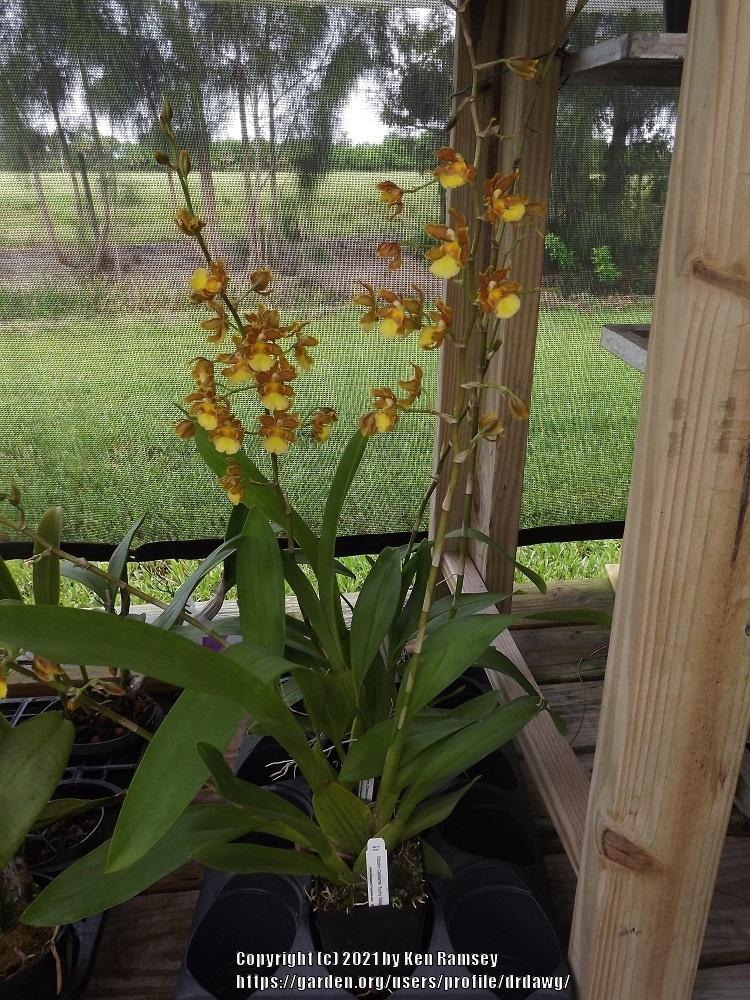 Photo of Orchid (Oncostele Catatante 'Sunny Kalapana') uploaded by drdawg