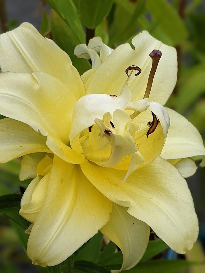 Photo of Double Orienpet Lily (Lilium 'Exotic Sun') uploaded by Joy