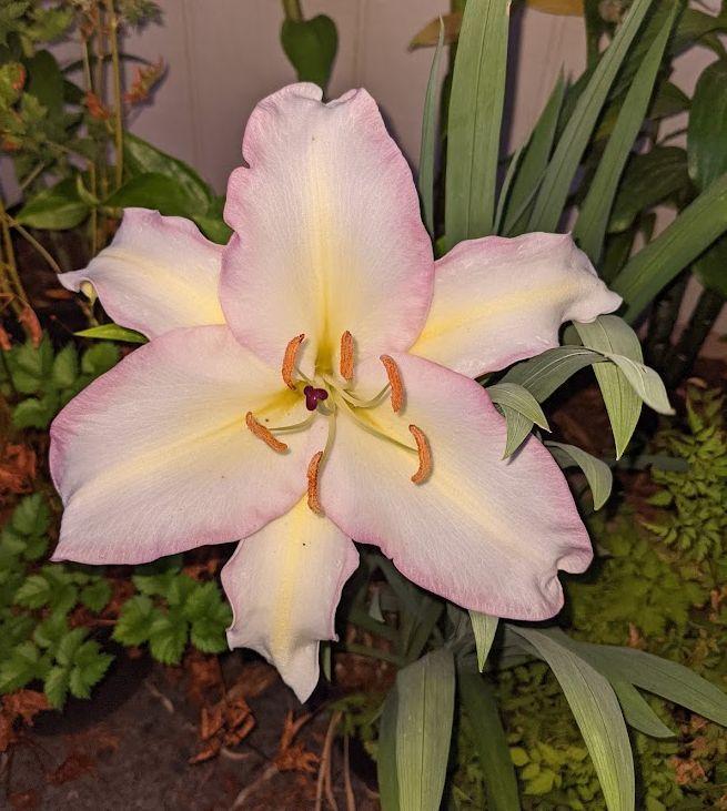 Photo of Lily (Lilium 'Tricolore') uploaded by Joy