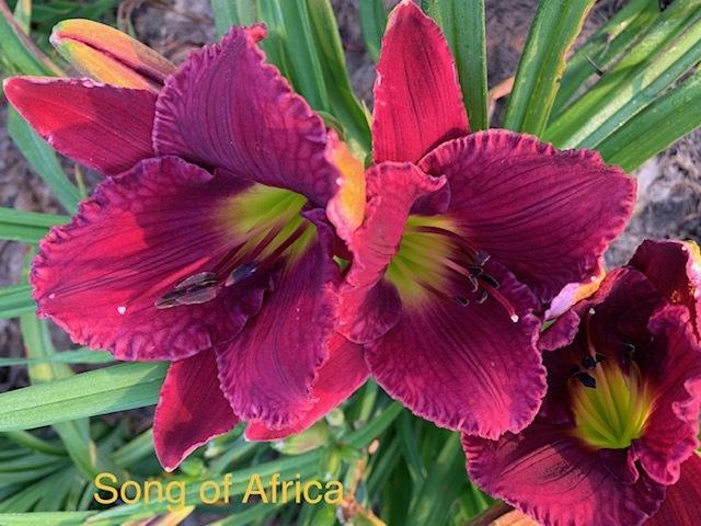 Photo of Daylily (Hemerocallis 'Song of Africa') uploaded by jkporter