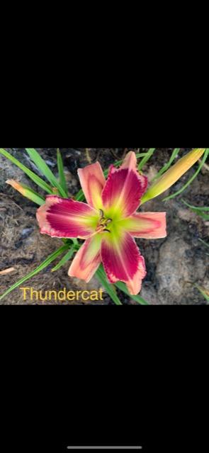 Photo of Daylily (Hemerocallis 'Thundercat') uploaded by jkporter