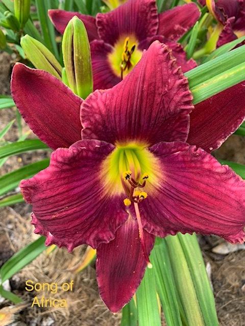 Photo of Daylily (Hemerocallis 'Song of Africa') uploaded by jkporter