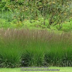 Location: RHS Harlow Carr, Yorkshire, UK
Date: 2021-08-14