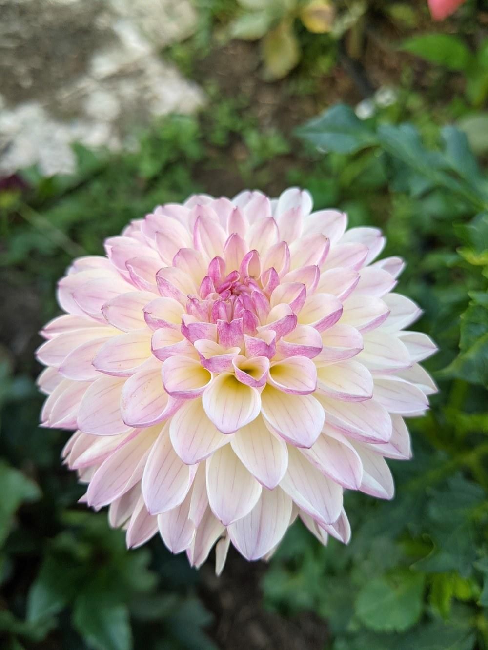 Photo of Dahlia 'Valley Porcupine' uploaded by petespetals