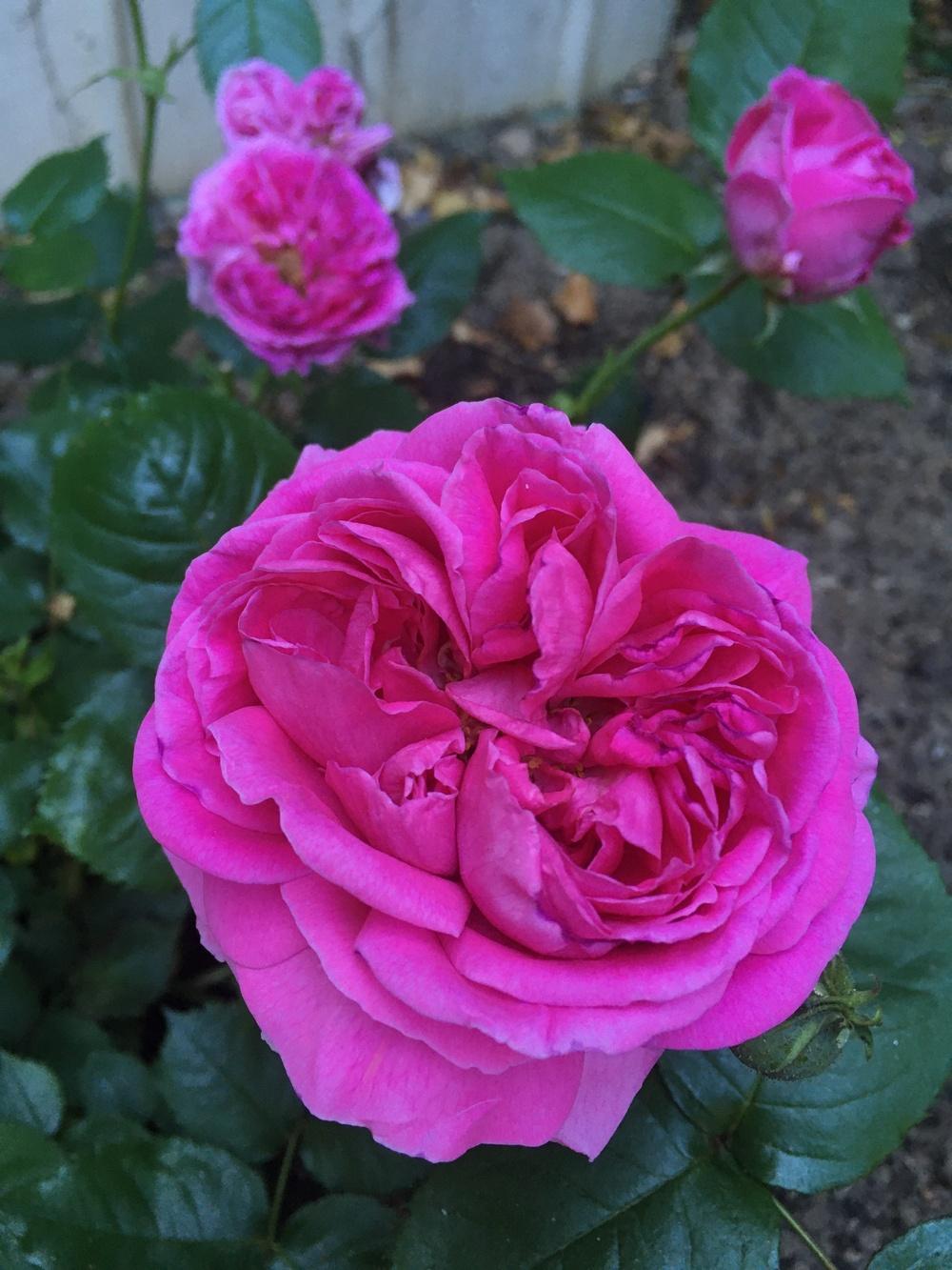 Photo of Rose (Rosa 'Madame Isaac Pereire') uploaded by MargitVienna