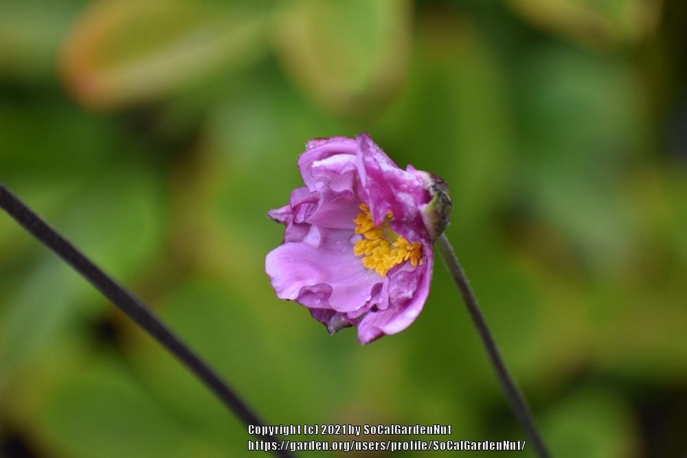 Photo of Japanese Anemone (Eriocapitella hupehensis 'Max Vogel') uploaded by SoCalGardenNut