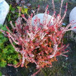 Location: Nora's Garden - Castlegar, B.C.
Date: 2012-10-21
- In October the foliage turns red. Spent blossoms turn white.