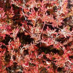 Location: Nora's Garden - Castlegar, B.C.
Date: 2018-11-25
 - The red winter foliage in November.