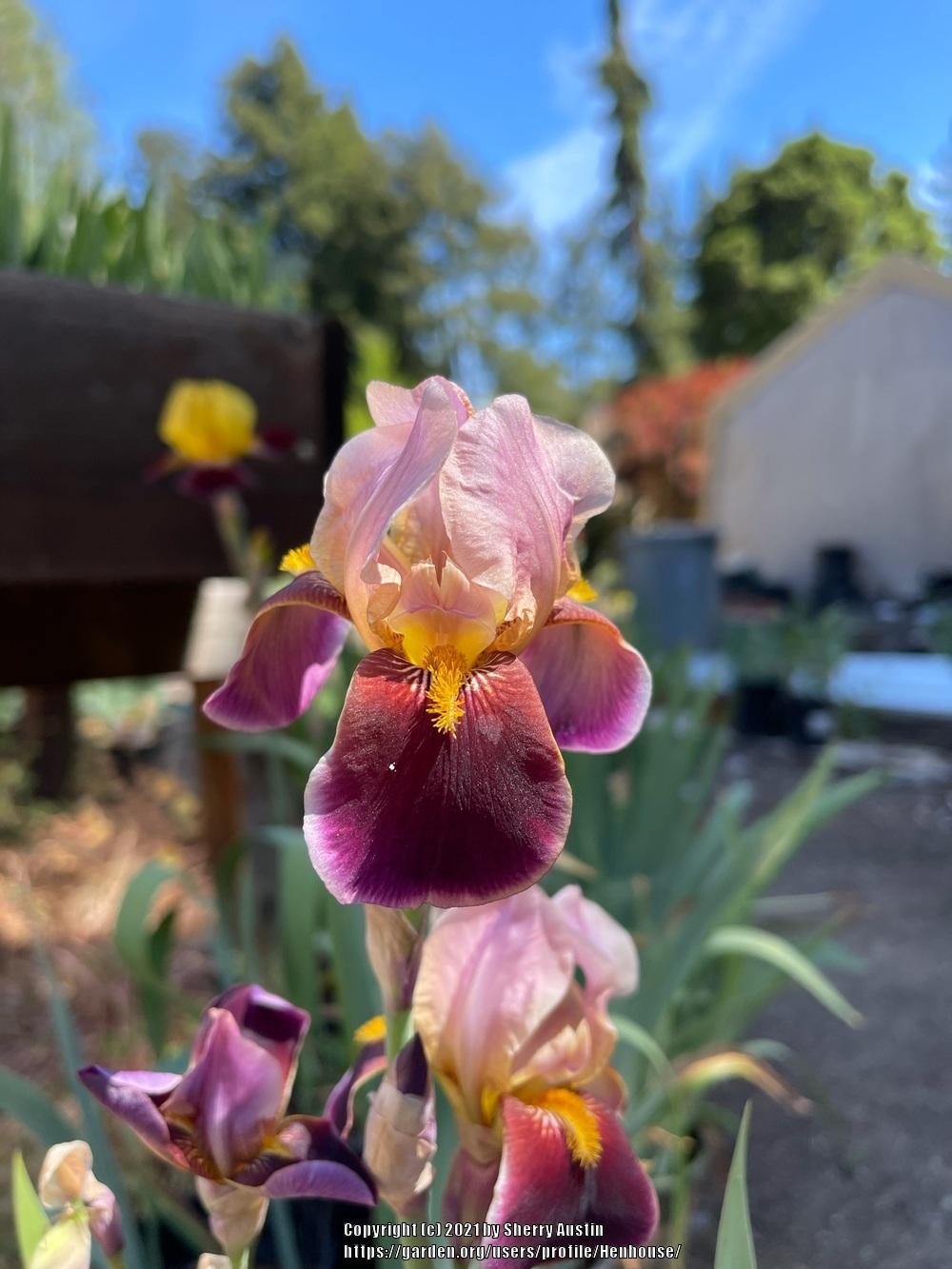 Photo of Tall Bearded Iris (Iris 'Persian Robe') uploaded by Henhouse
