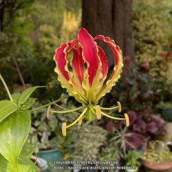 Location: Santa Cruz Mountains, California
Date: 2021-08-18
gloriosa lily