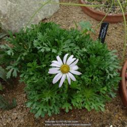 Location: RHS Harlow Carr alpine house, Yorkshire, UK
Date: 2021-08-14