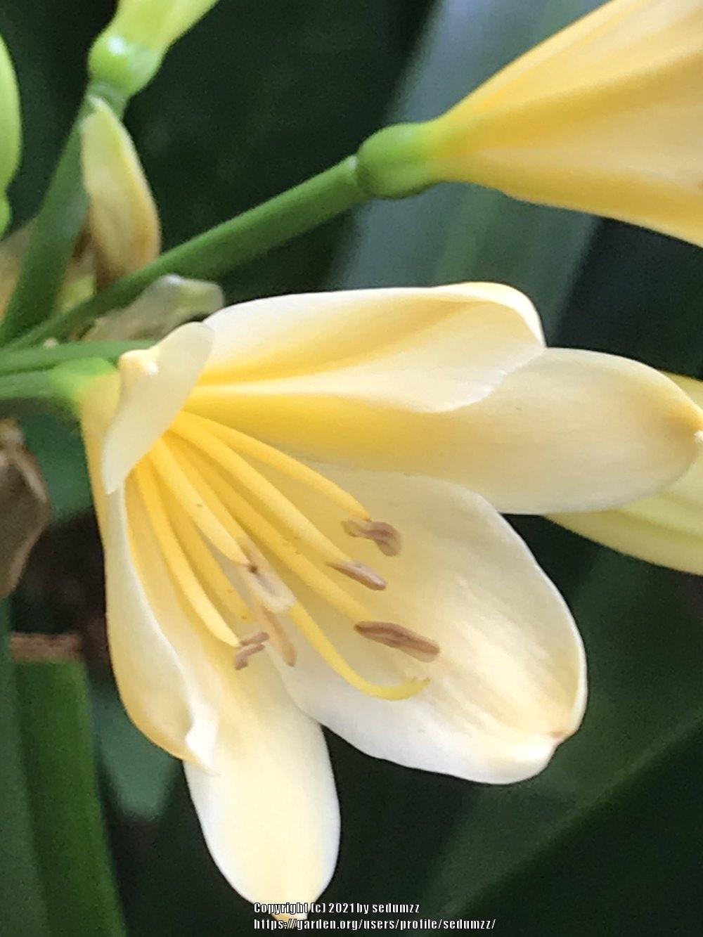 Photo of Clivia Lily (Clivia miniata 'Solomone Yellow') uploaded by sedumzz