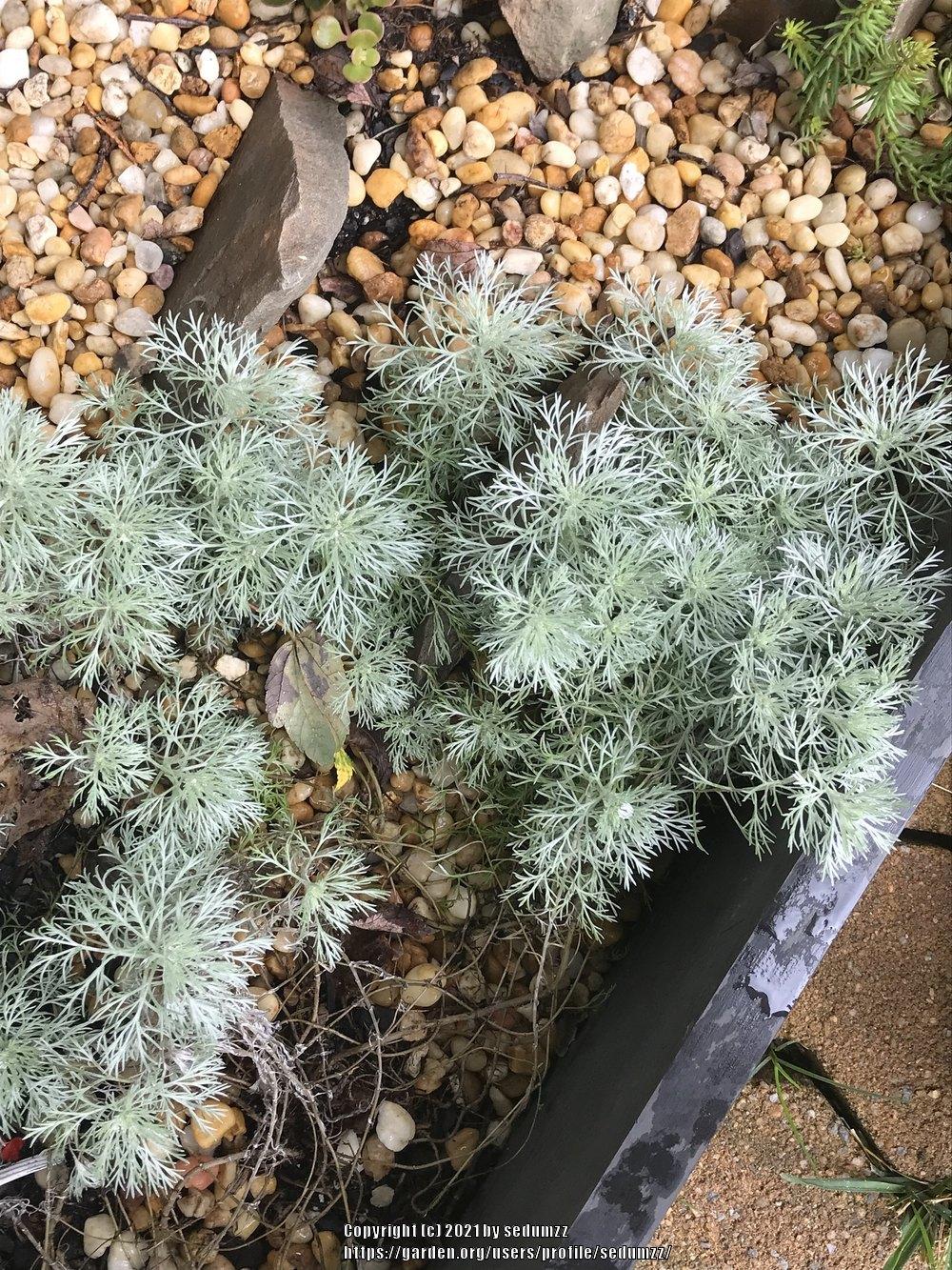 Photo of Silvermound Artemisia (Artemisia schmidtiana 'Silver Mound') uploaded by sedumzz