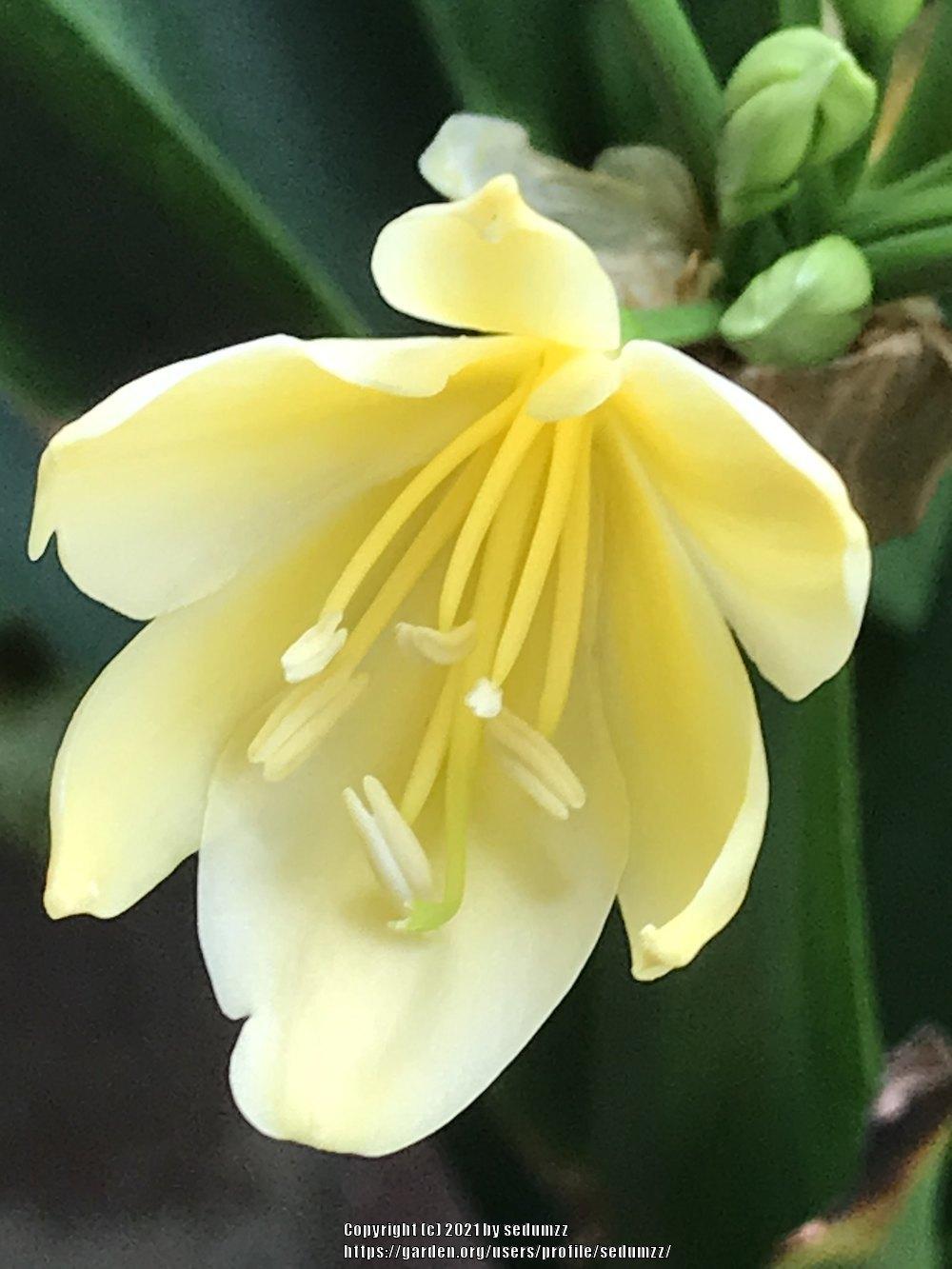 Photo of Clivia Lily (Clivia miniata 'Solomone Yellow') uploaded by sedumzz