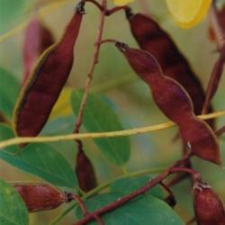 Location: Heathcote ON Canada
Date: 2018-08-9
Robinia pseudoacacia colourful seedpods
