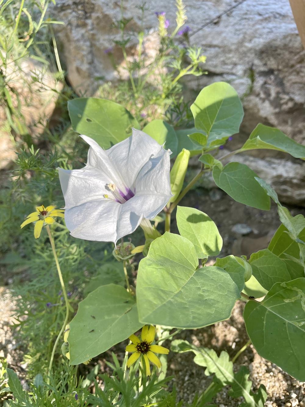 Photo of Desert Thorn Apple (Datura discolor) uploaded by SusanC
