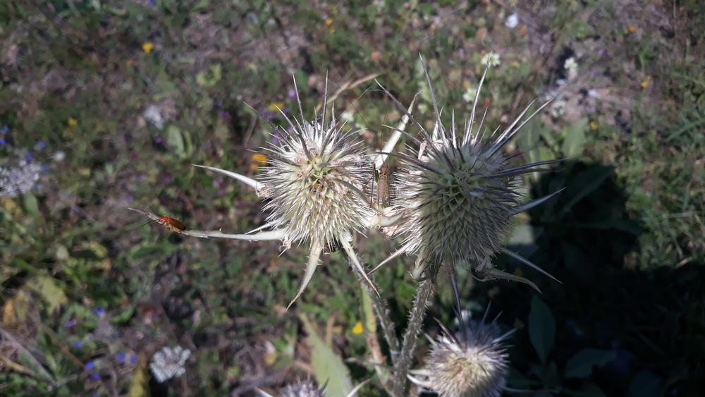 Photo of Cut-Leaved Teasel (Dipsacus laciniatus) uploaded by skopjecollection