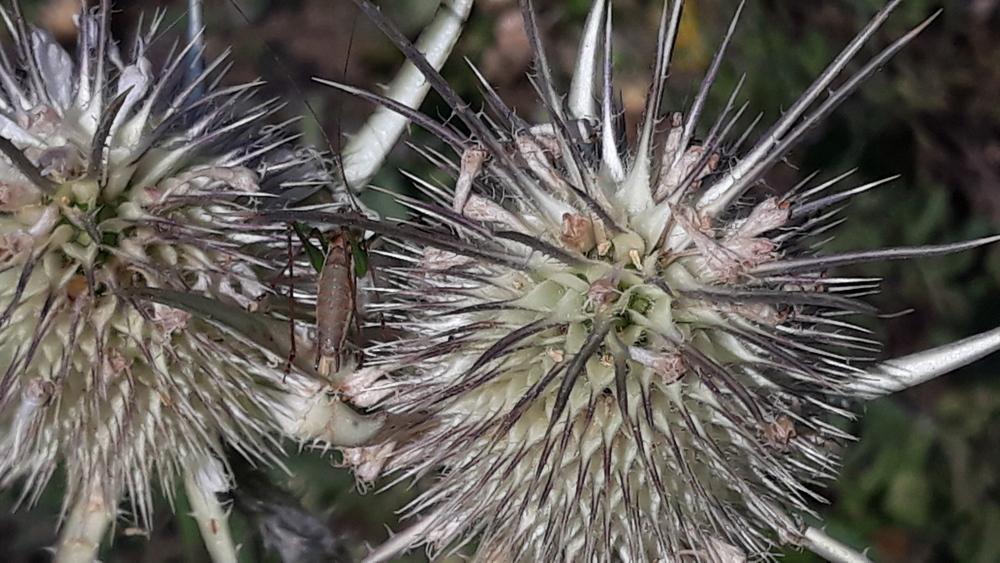 Photo of Cut-Leaved Teasel (Dipsacus laciniatus) uploaded by skopjecollection